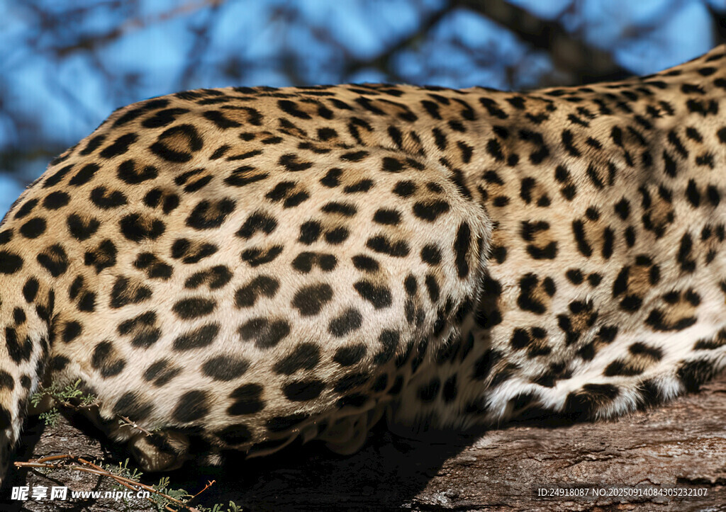 趴着的花豹背部特写