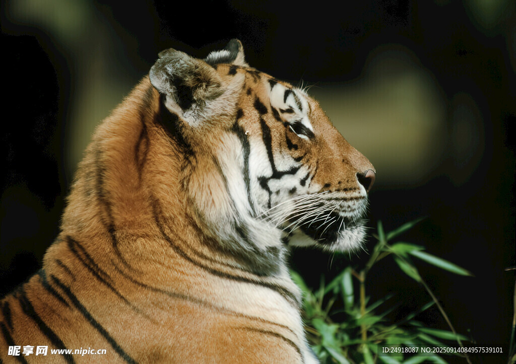 侧头凝视的斑斓猛虎