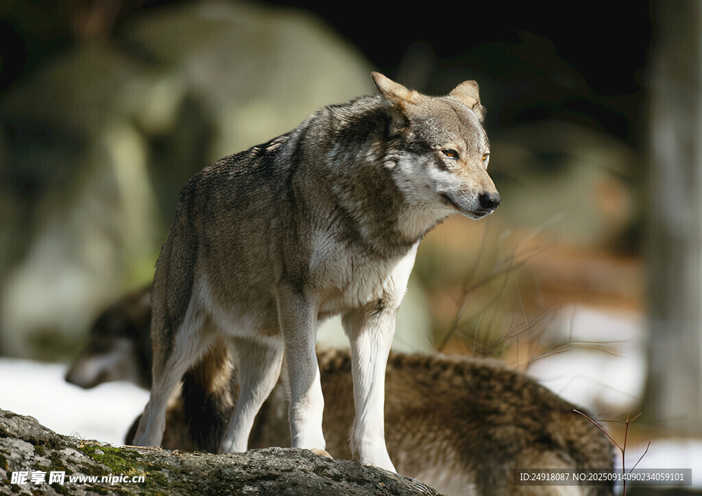 雪地中站立的灰狼