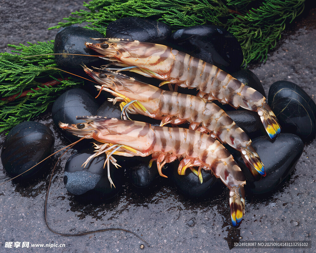 新鲜大虾搭配黑色鹅卵石