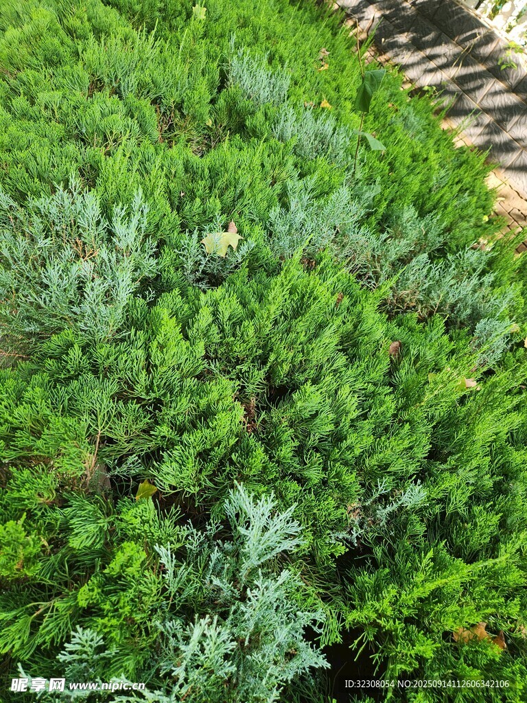 翠绿茂密的针叶植物景观