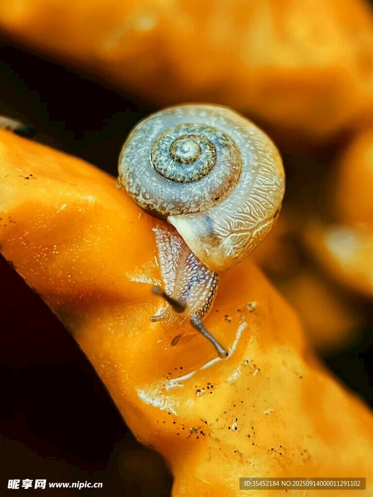 蜗牛