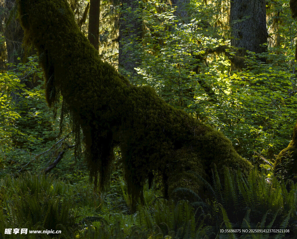 森林中垂挂的翠绿苔藓