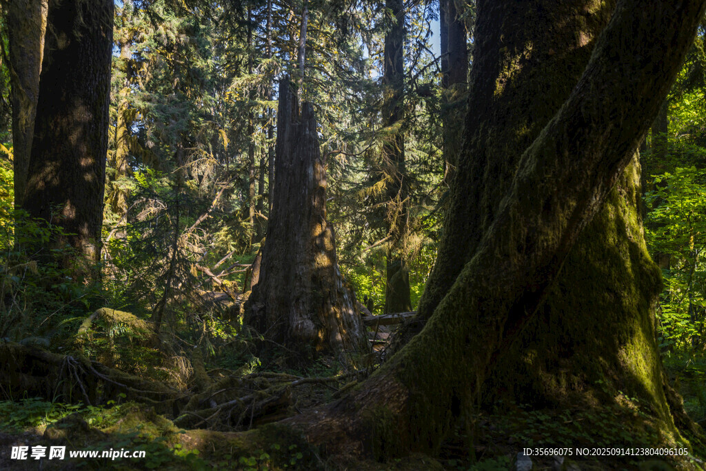 静谧森林中的自然光影