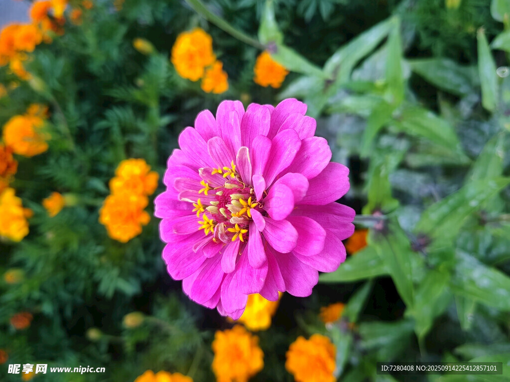 娇艳粉色花朵与橙色花相伴