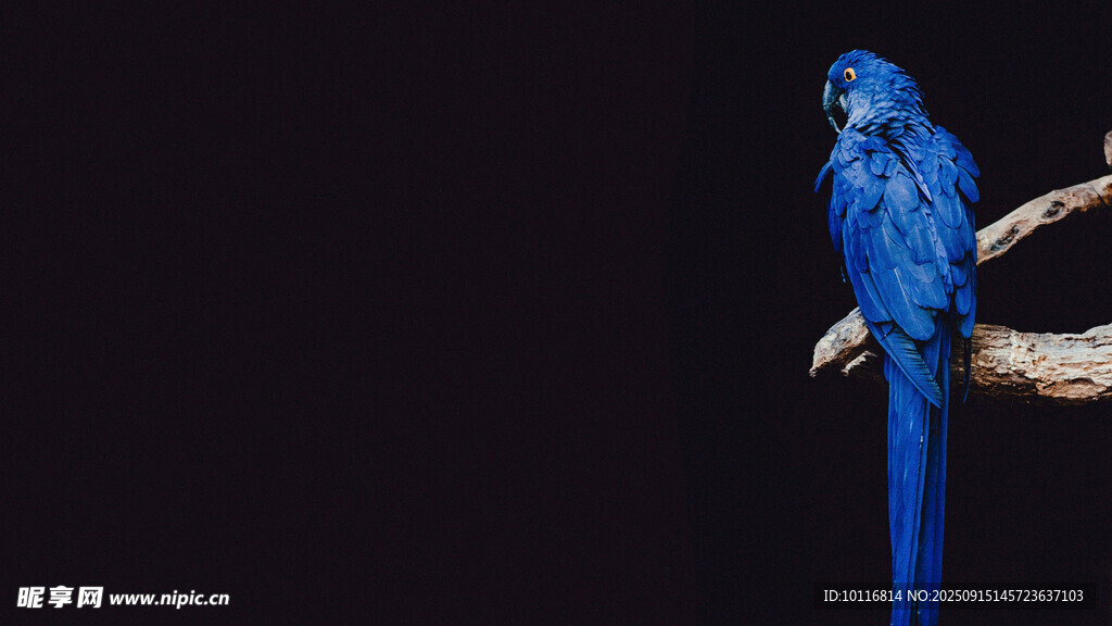 蓝色鹦鹉