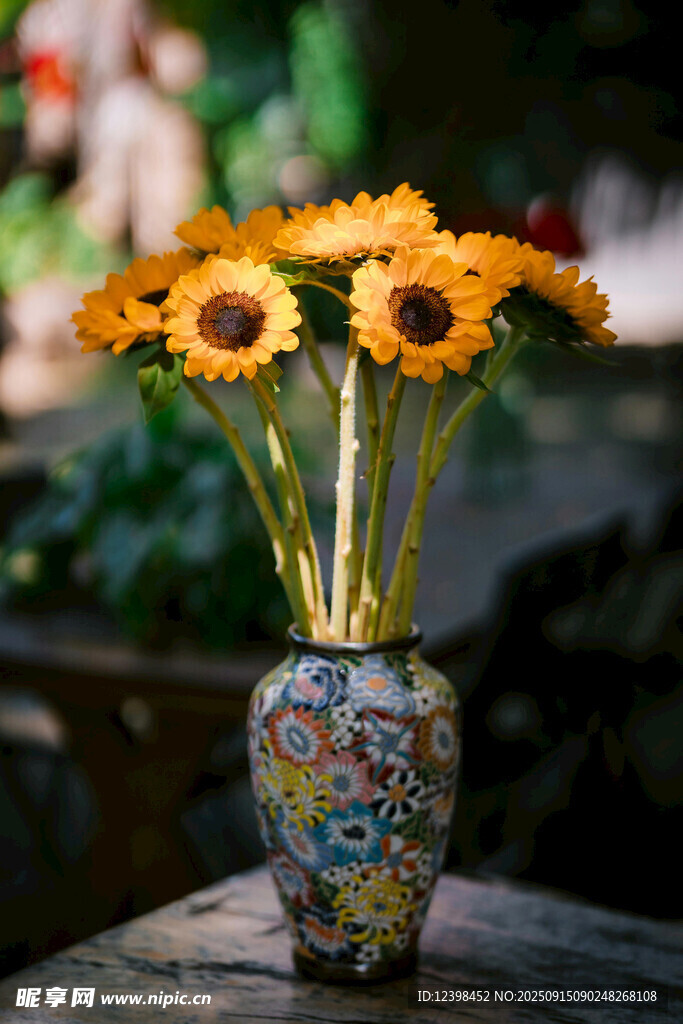 彩瓶插放的灿烂向日葵