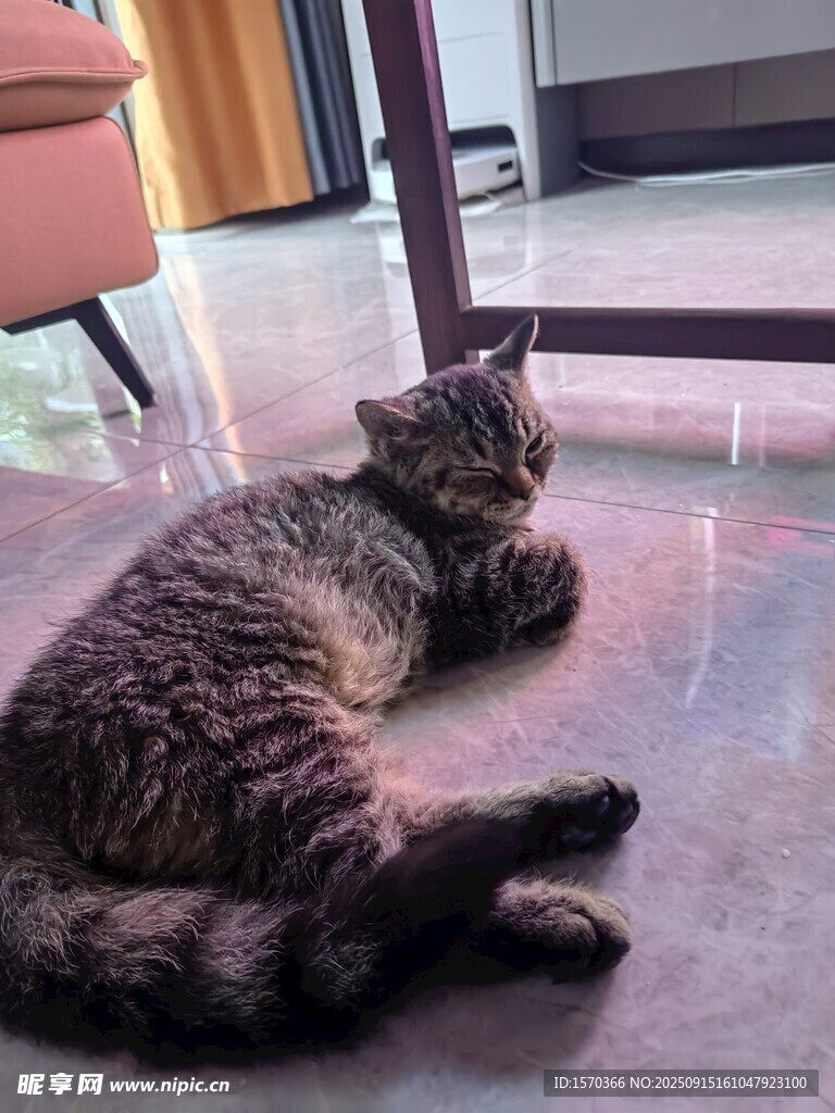 慵懒猫咪惬意躺地
