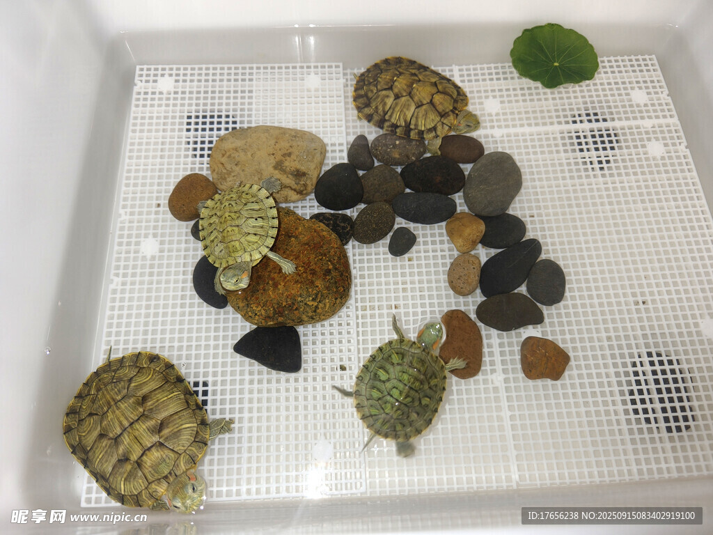 一群小乌龟在容器中