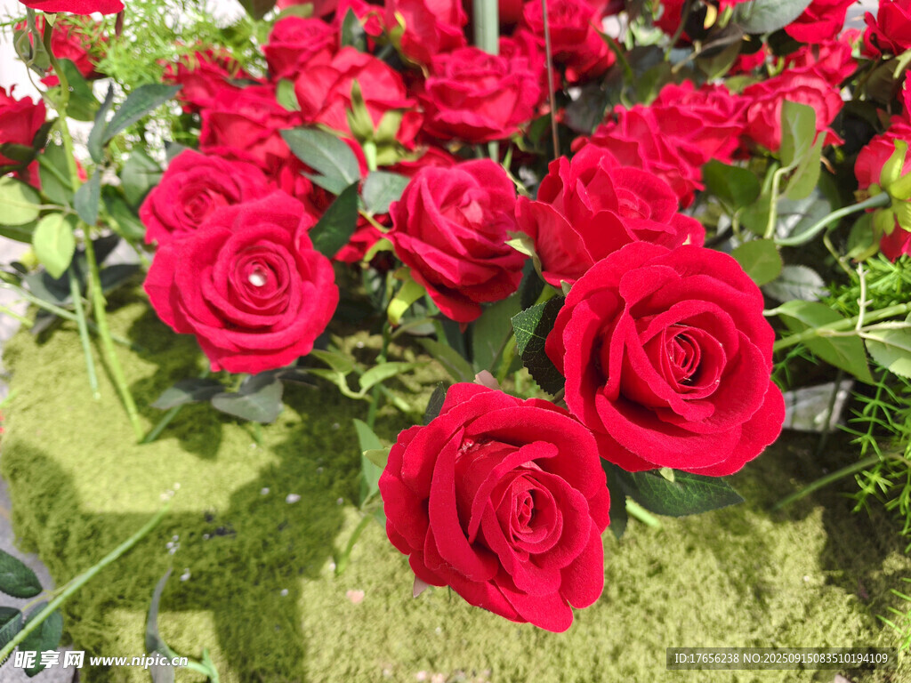 娇艳红玫瑰绽放