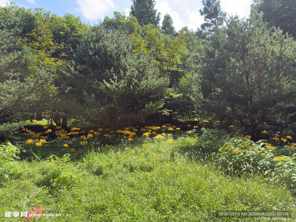 绿意盎然的户外自然景观