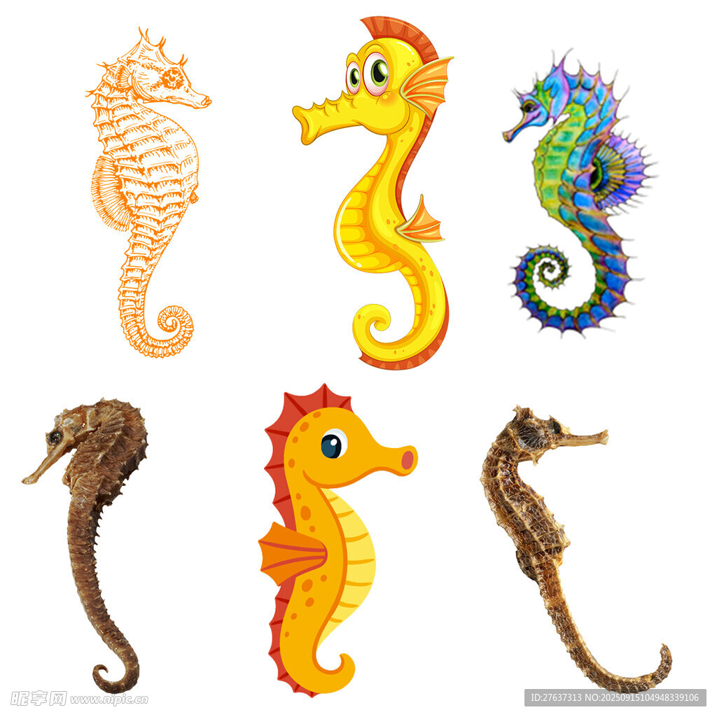 多彩海马图案集合