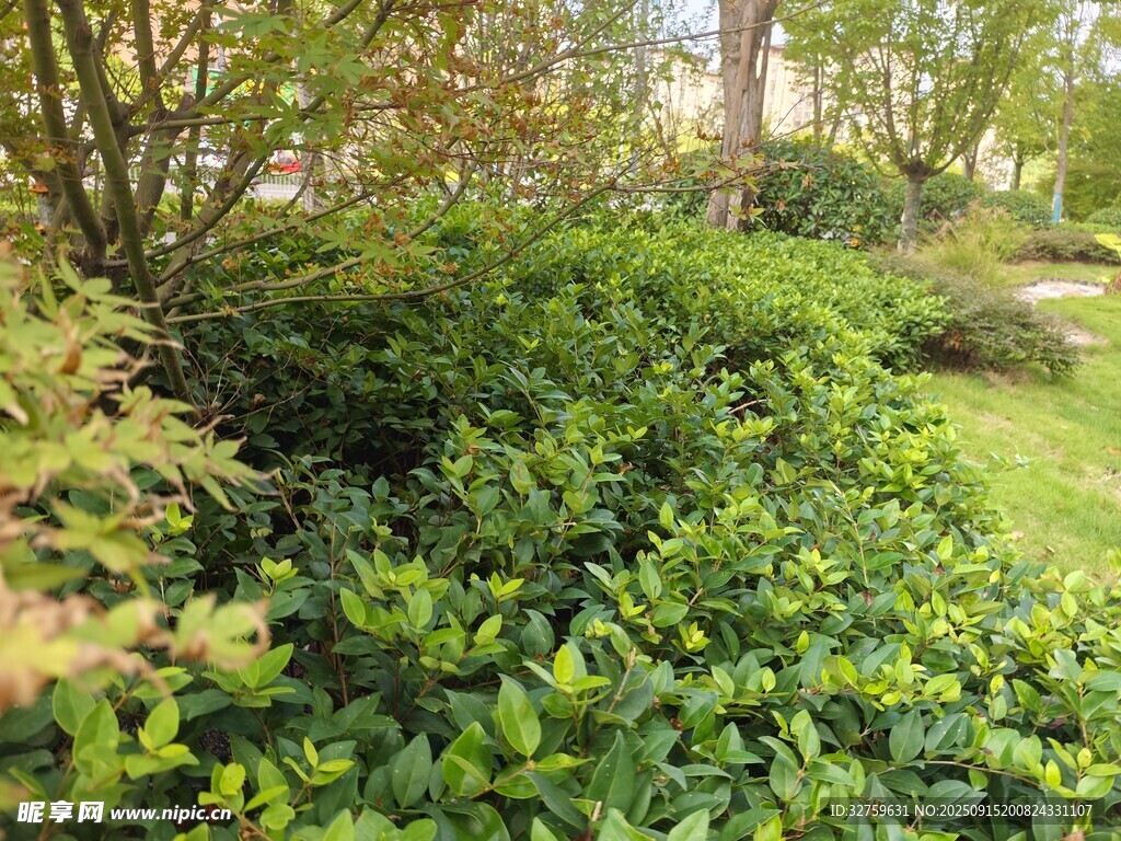 绿意盎然的庭院绿植景观