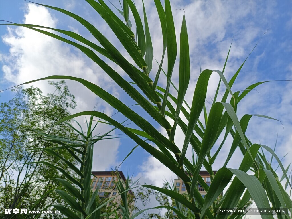 蓝天映衬下的翠绿棕榈叶