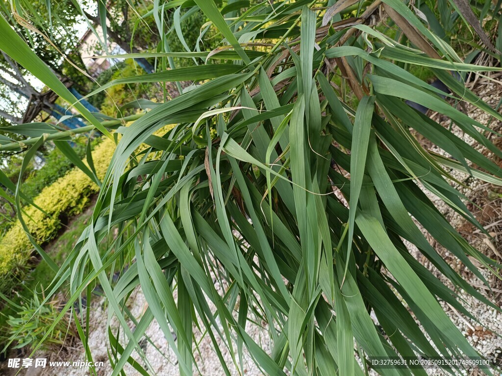 垂挂的细长绿叶植物