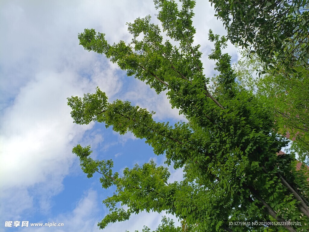 蓝天白云下的葱郁绿树