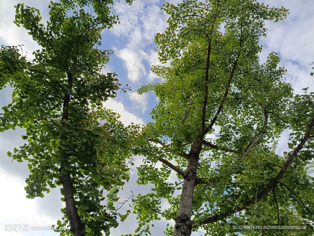 仰视葱郁树木与蓝天白云
