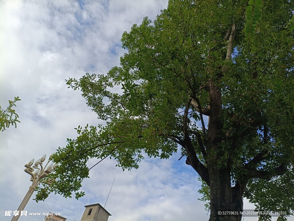 蓝天绿树间的清新景致