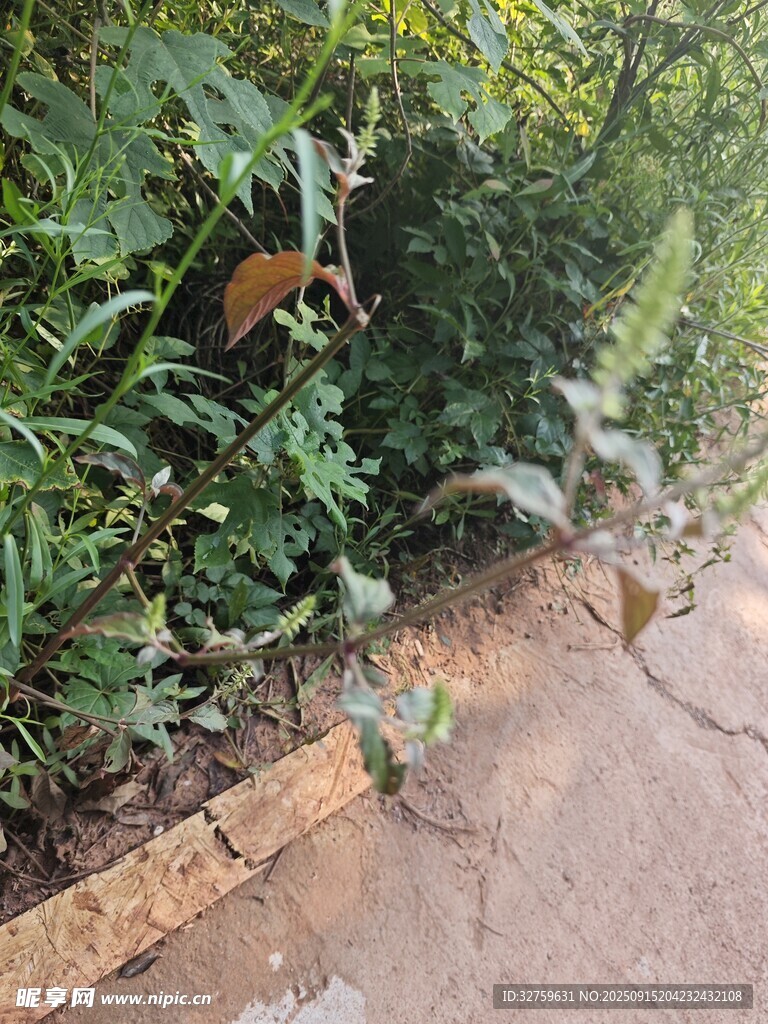 路边绿植与湿润地面景象