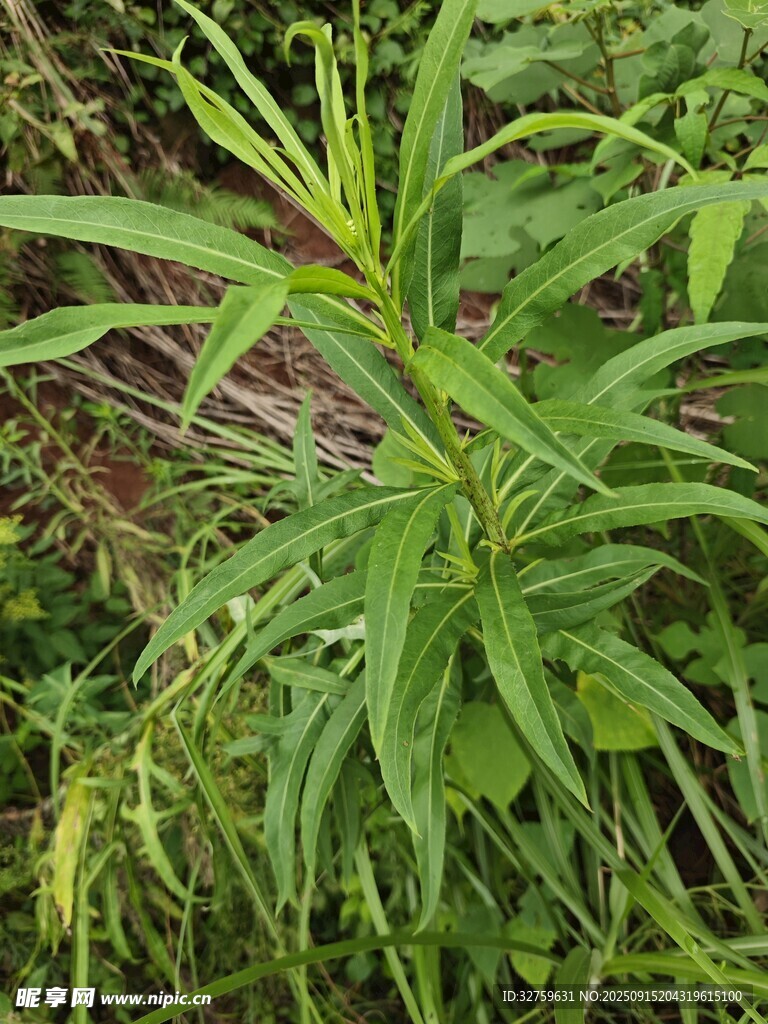 绿色生机盎然的野生植物