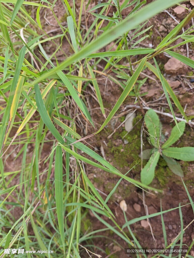 野外丛生的绿色植物