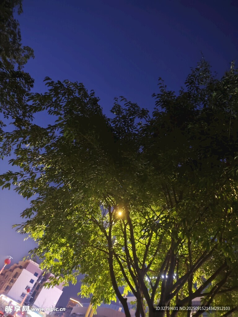 夜幕下的树木与路灯