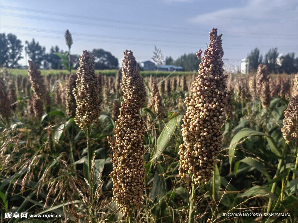 田野中的成熟高粱