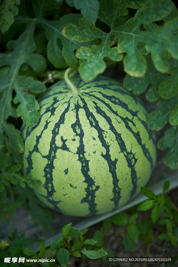 田间成熟的条纹西瓜