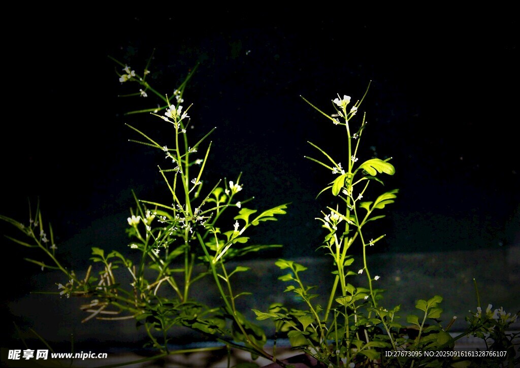 黑暗中绽放的清新小花
