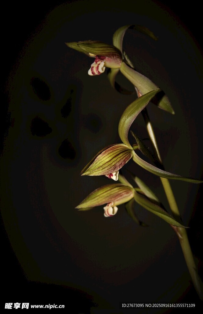 神秘夜色中的优雅兰花