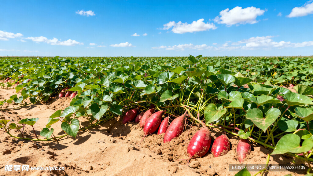 蓝天下的沙土地瓜园
