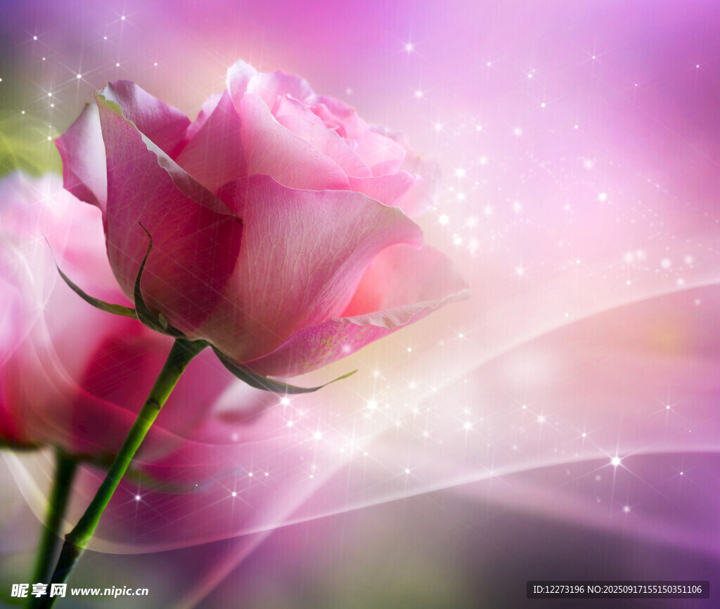 梦幻粉色玫瑰背景图