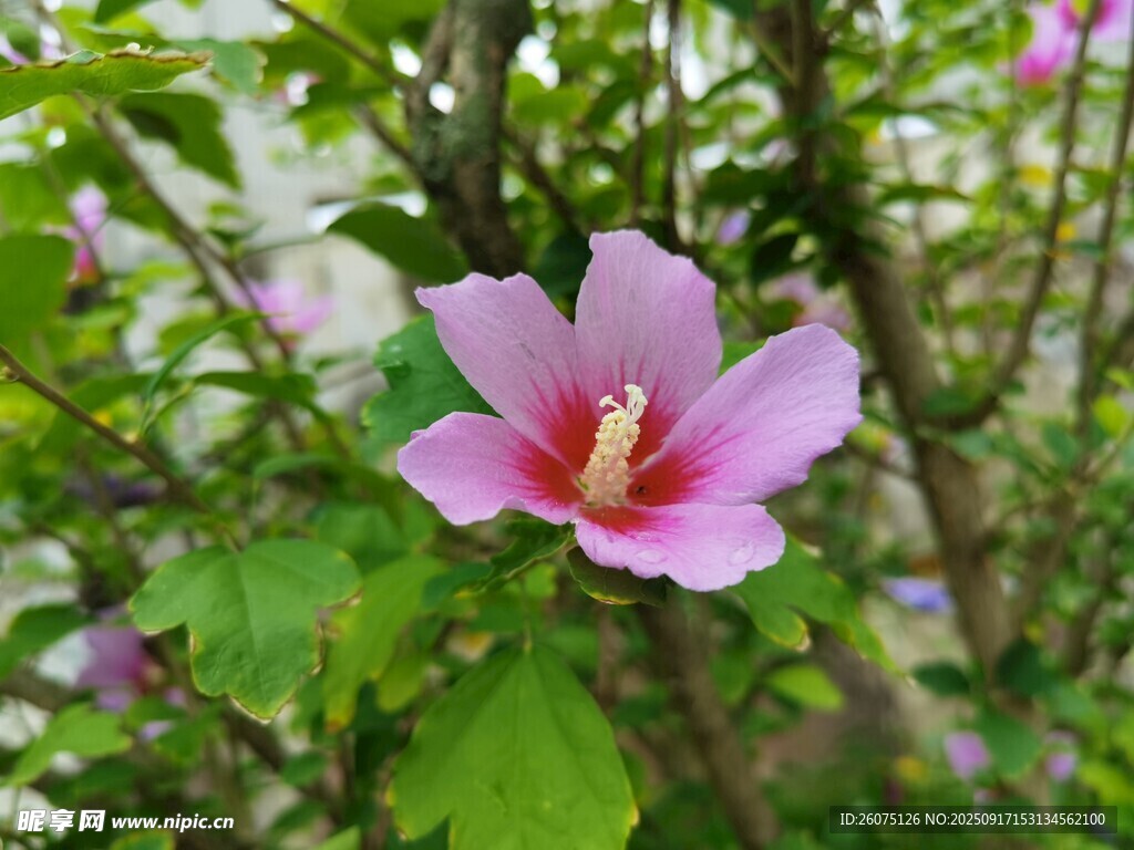 娇艳木槿花绽放绿叶间