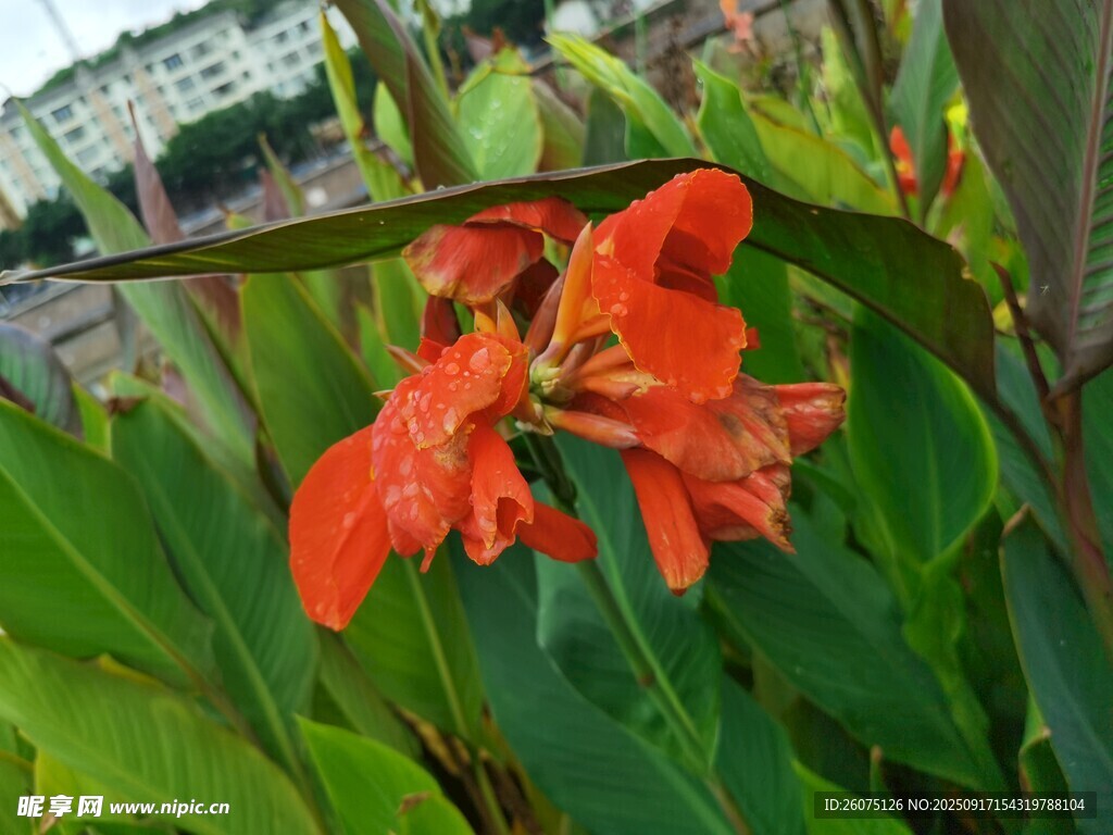 鲜艳美人蕉绽放绿叶间