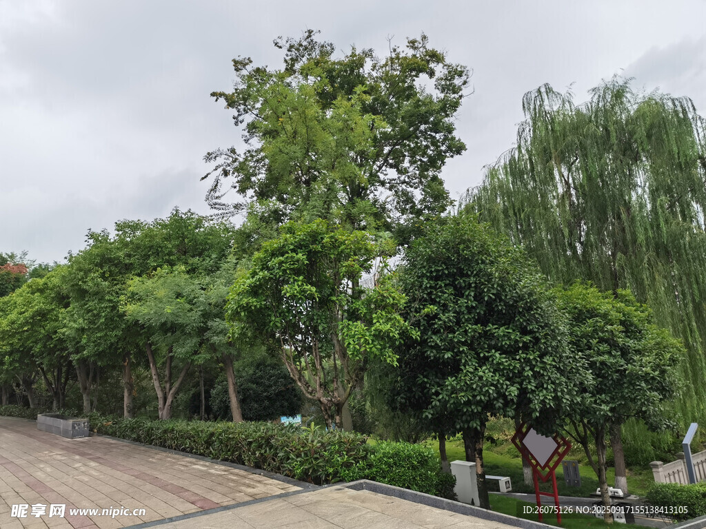 城市街边绿树成荫景观