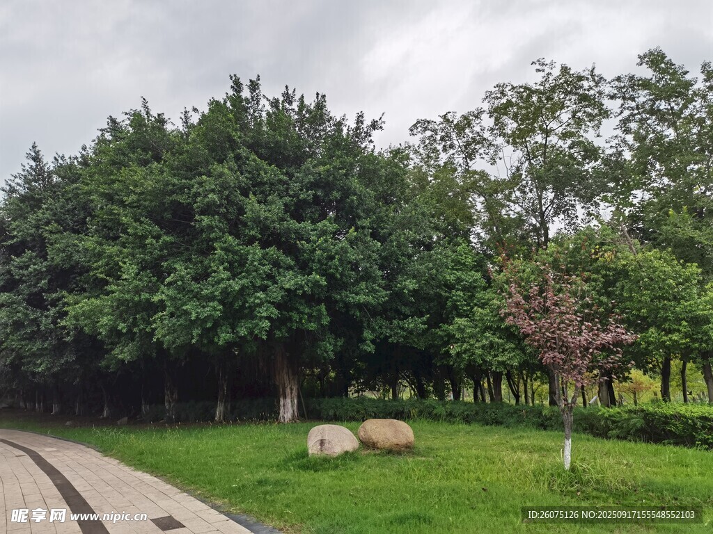 公园绿意盎然的草地景观