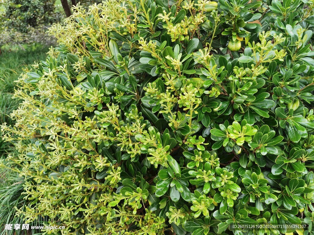 翠绿繁茂的灌木丛