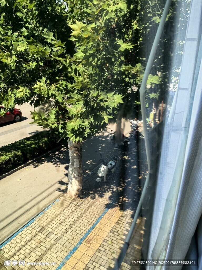 窗外绿树与地面景致