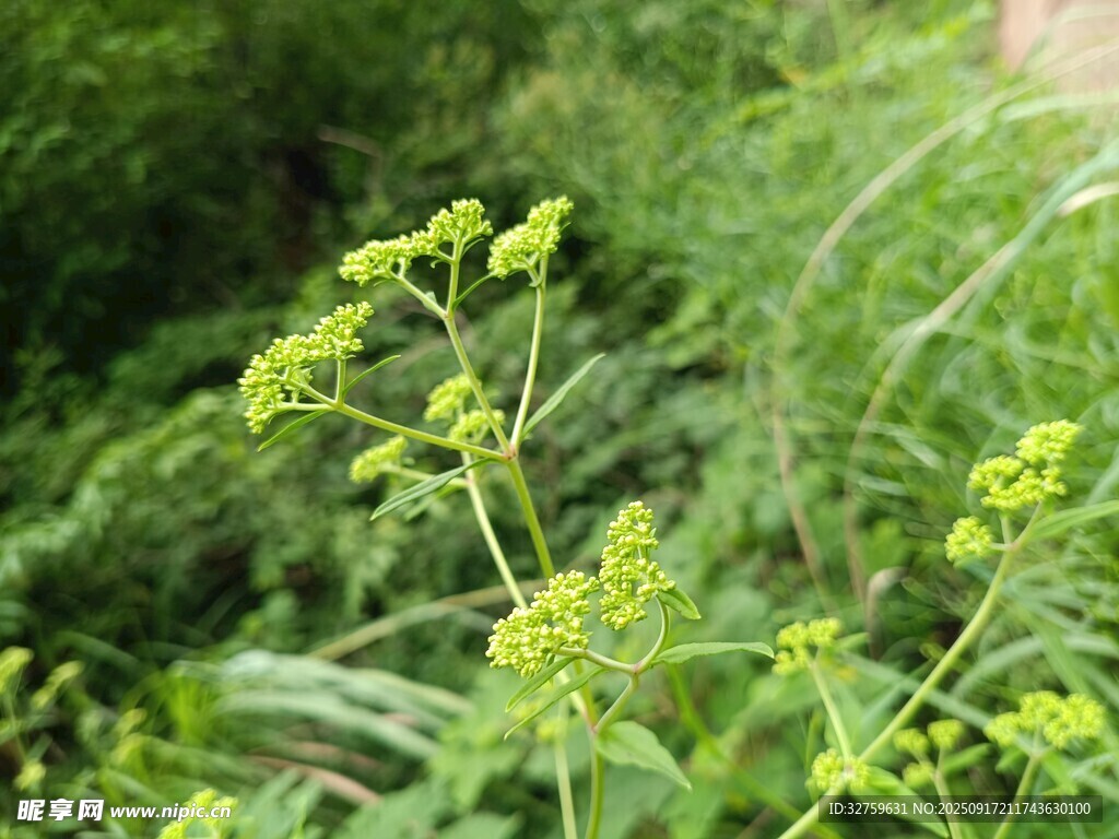嫩绿繁茂的清新野草