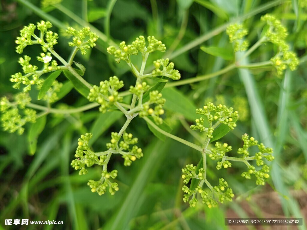嫩绿伞状植物特写