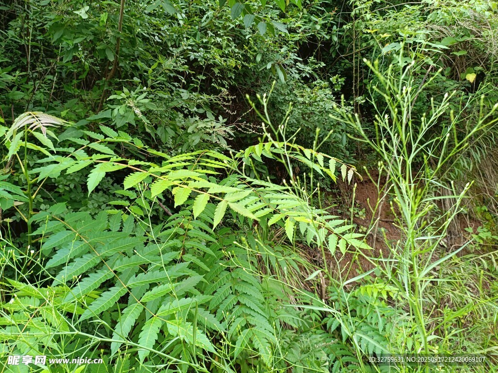 茂密丛林中的蕨类植物
