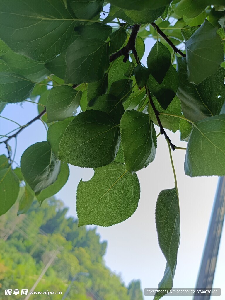 绿叶繁茂的树枝特写