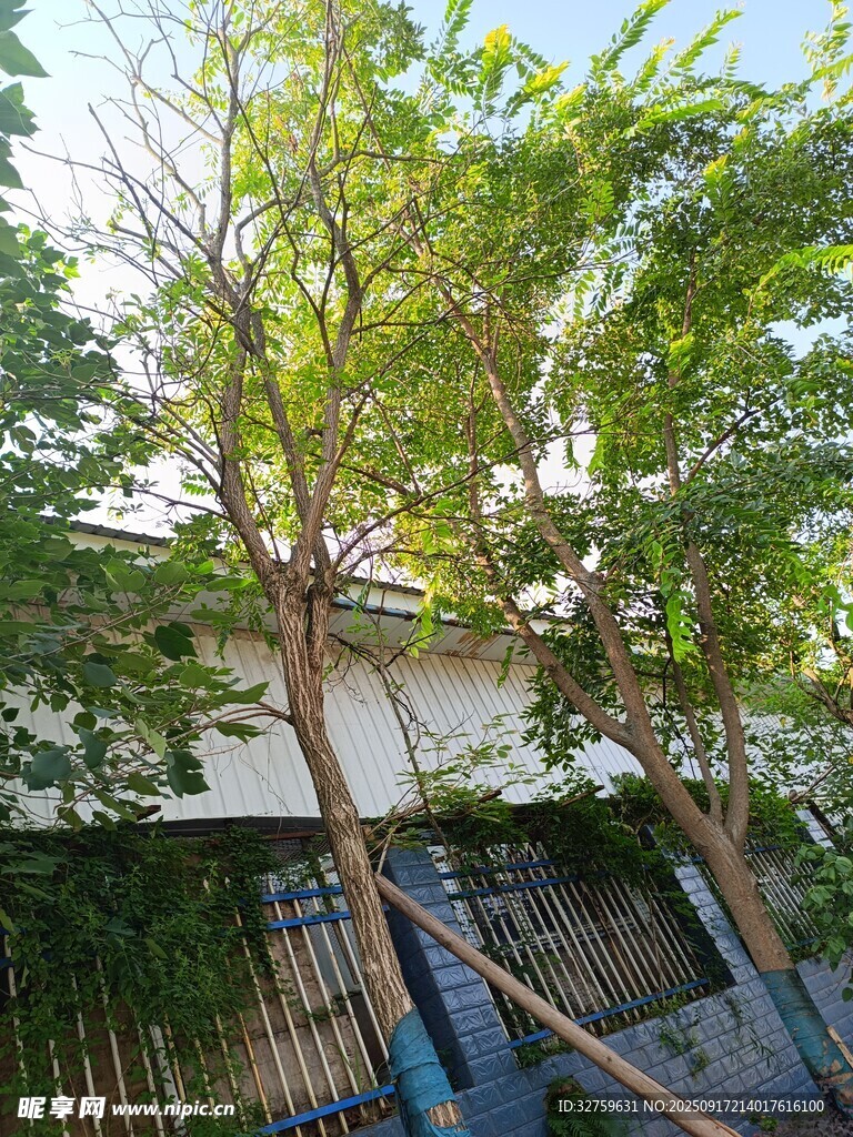 绿树掩映下的房屋一角