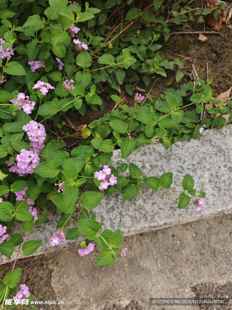 石板旁绽放的紫色小花