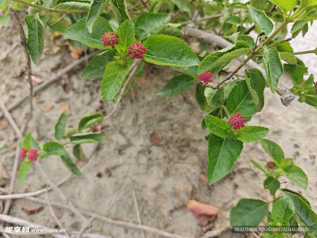 沙地上的红绿相间植物