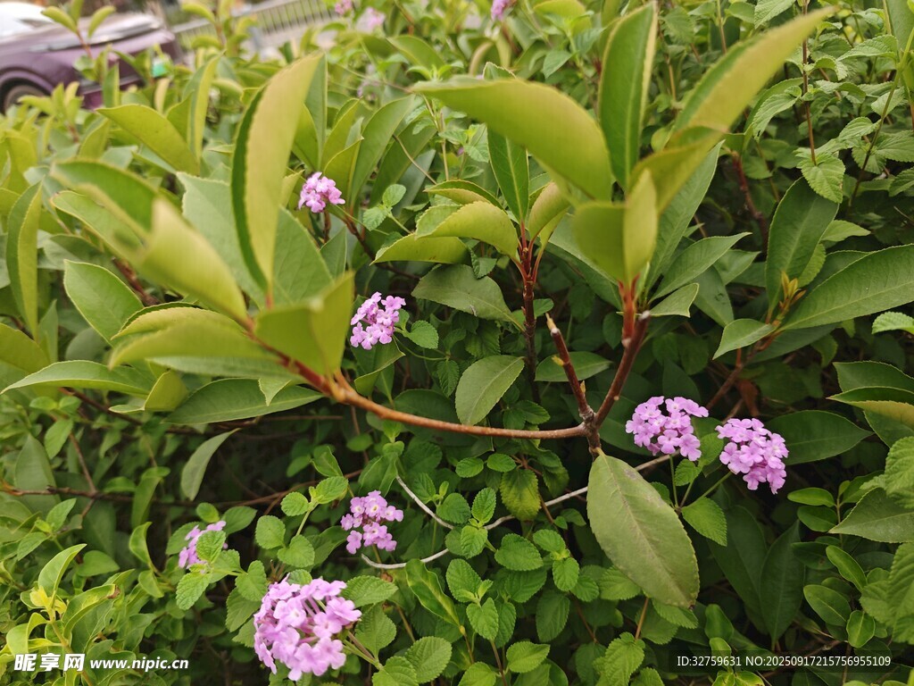 绿叶间绽放的紫色小花