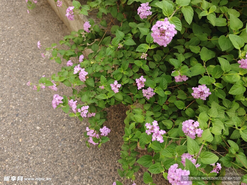 路边绽放的粉色小花