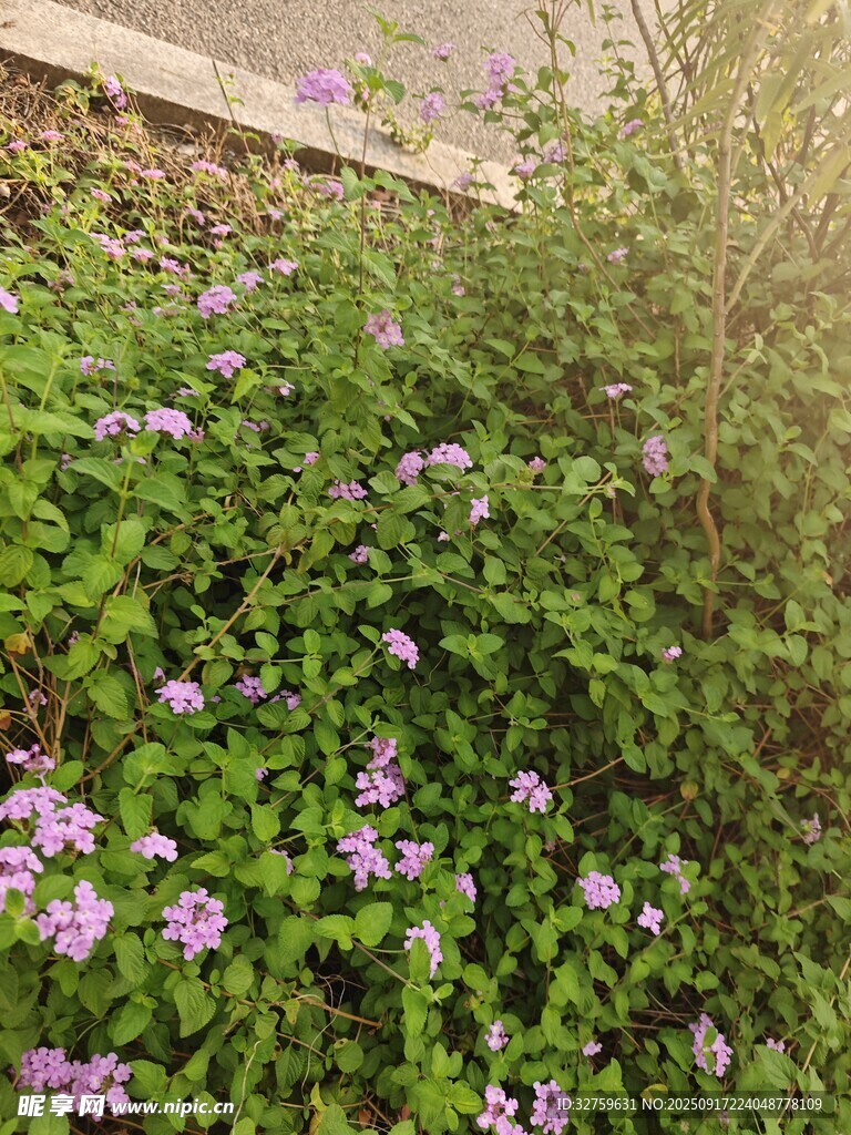 绿叶丛中的紫色小花