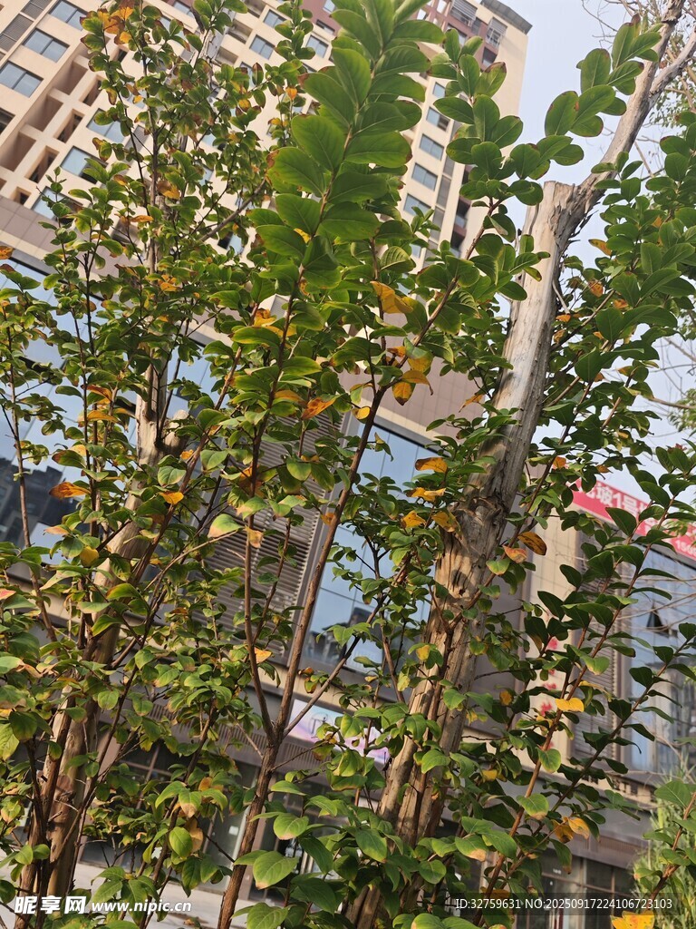 城市中繁茂的绿色树木