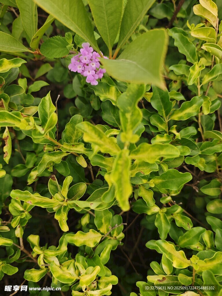 绿叶丛中的紫色小花